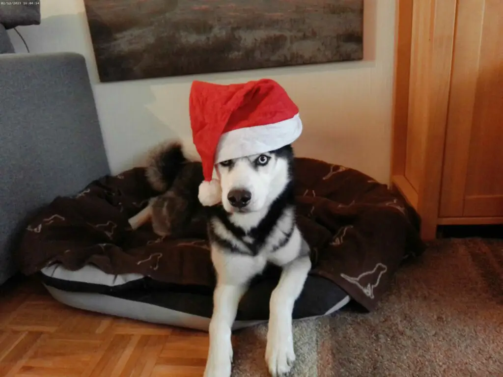Balou 12/2023